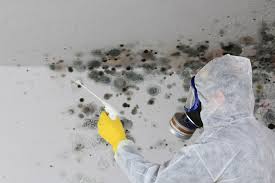 Environmental Consulting for Mold Prevention in Mauston, WI